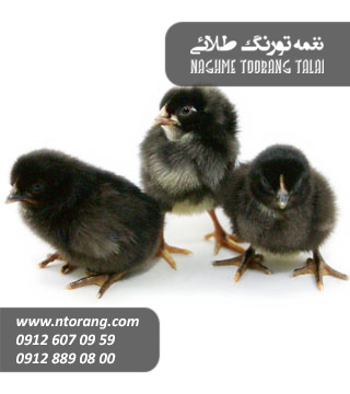 جوجه یکروزه بلک استار